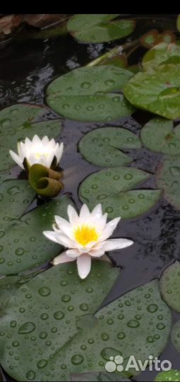 Лилия Нимфея