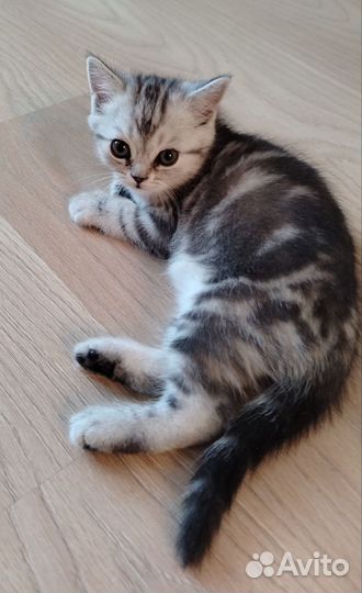 Британская