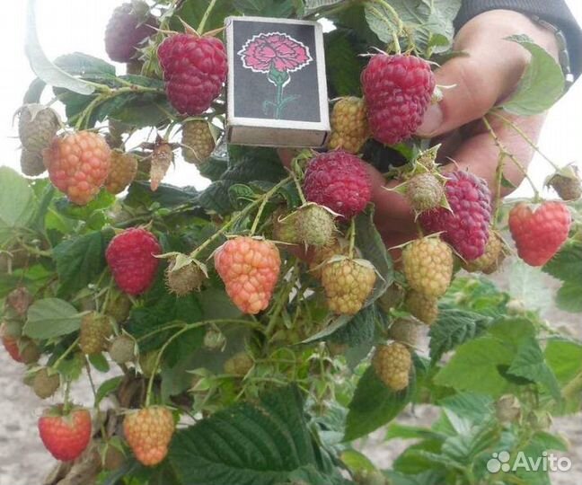 Саженцы Малина Полана