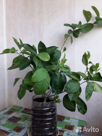 Комнатныи плодоносящии лимон сорт меир