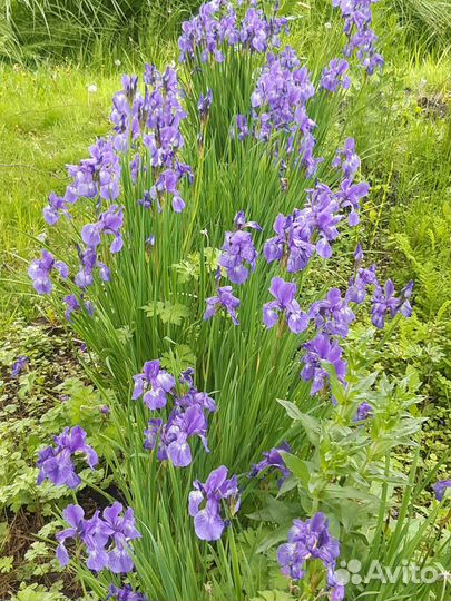 Саженцы деревьев, кустов и многолетних цветов