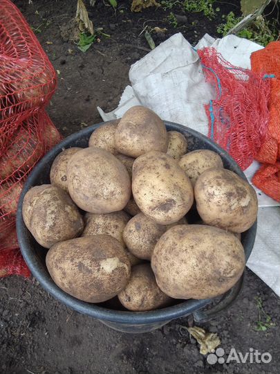 Продам картофель