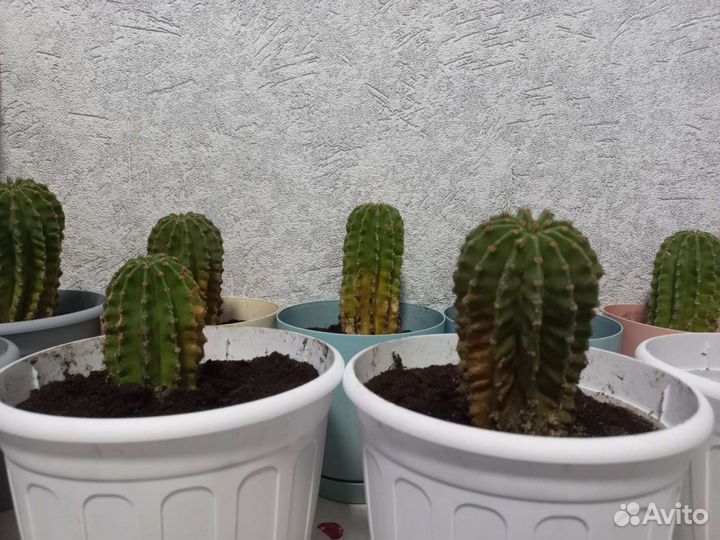 Большой кактус