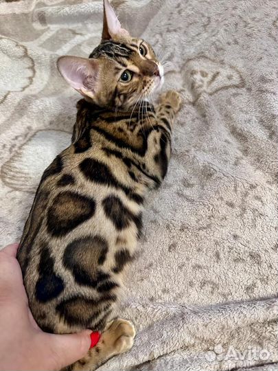 Бенгальские котята
