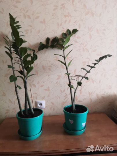 Замиокулькас