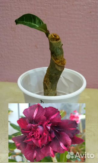 Адениумы : укорененные черенки и срезы