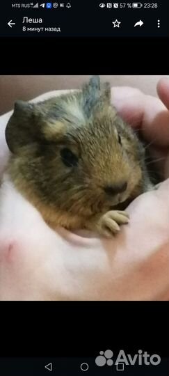 Морские свинки