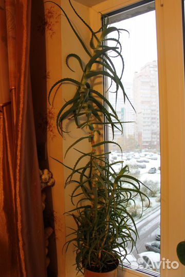 Алоэ (Столетник)