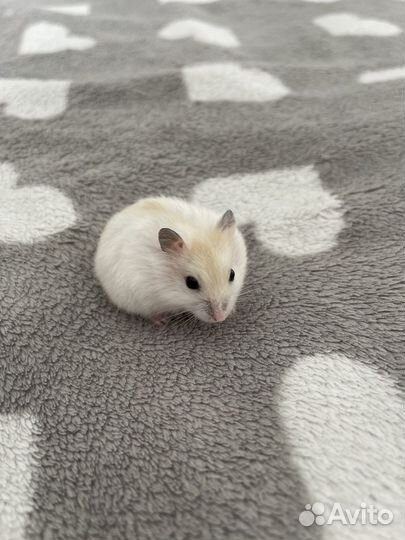 Джунгарский хомяк