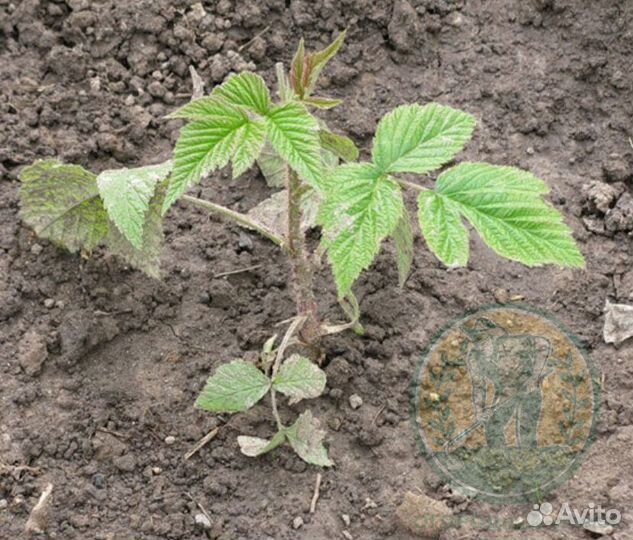 Малина и смородина