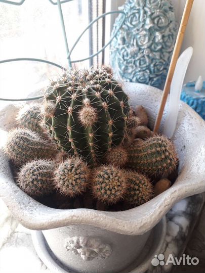 Кактусы в горшках