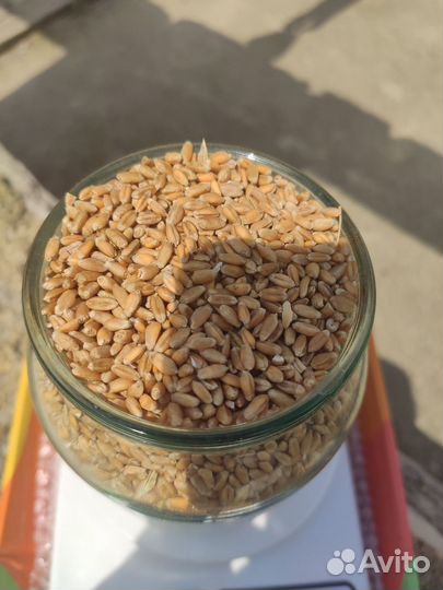 Продам пшеницу,урожай 2023г