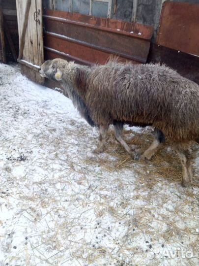 Овцы бараны