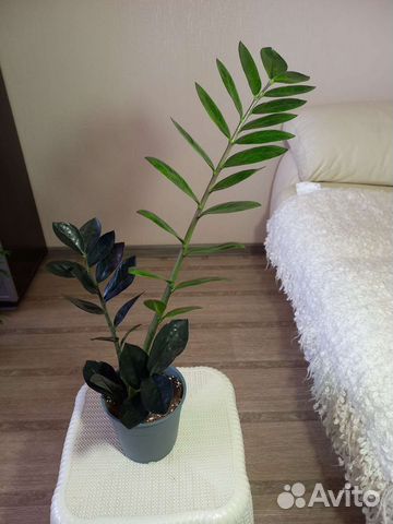 Замиокулькас