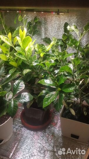 Гардения жасминовидная (жасминовая), и Вариегатная