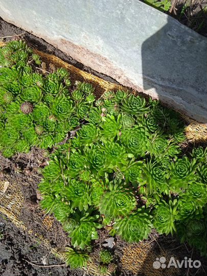 Растение каменный цветы