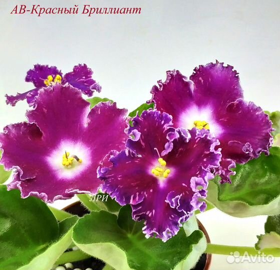 Детки сортовых фиалок