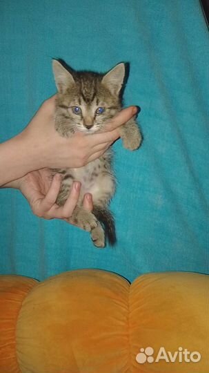 Кошка в дар бесплатно