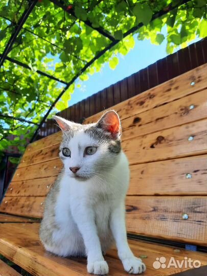 Добрая кошка