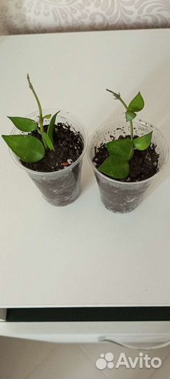 Хойи:Лакуноза эскимо, Грацилис, Матильда