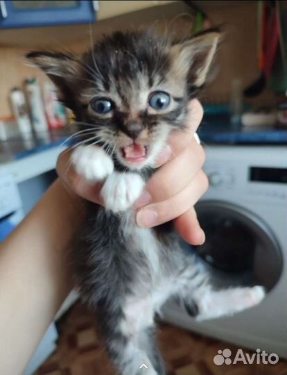 Отдам котят в добрые руки кушают все