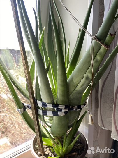 Алоэ вера большой