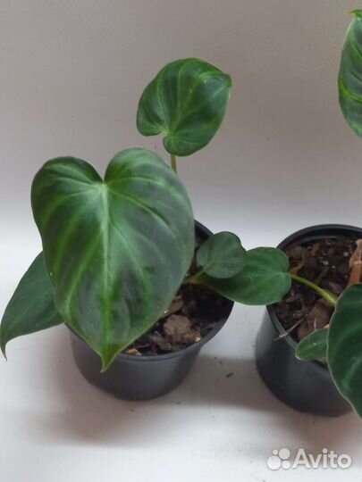 Филодендрон верукозум