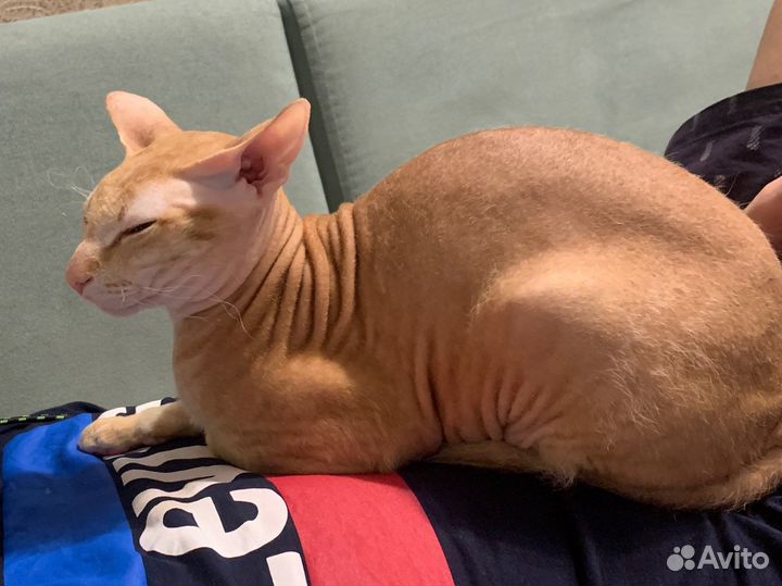 Донской сфинкс вязка