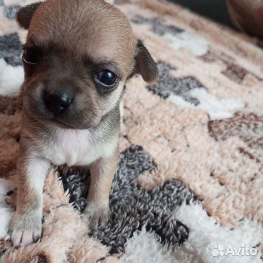 Щенки чихуахуа мини гладкошерстные