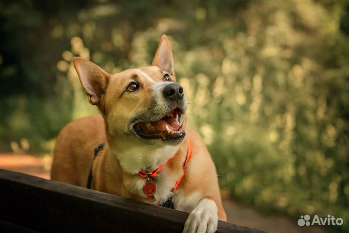 Собака Рик в добрые руки