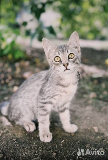 Котенок в добрые руки
