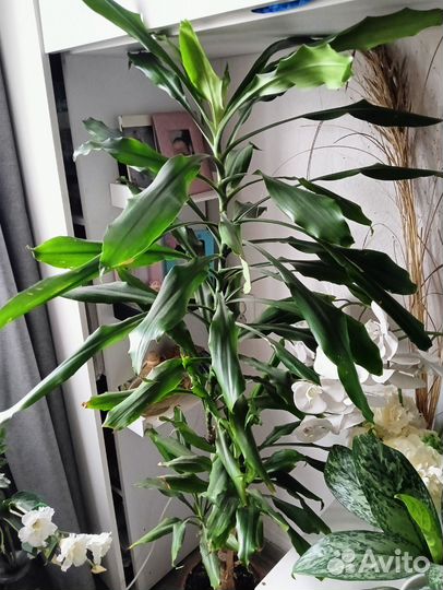 Пальма драцена, юкка