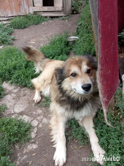 Собакa бесплатно в добрые руки