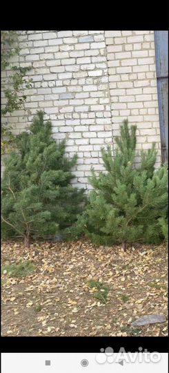 Ель новогодняя