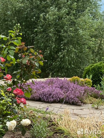 Чабрец тимьян