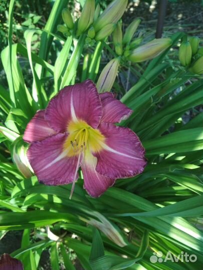 Лилейники и лилии