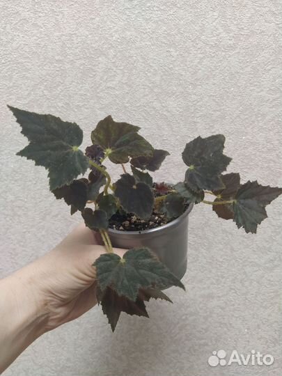 Растения комнатные