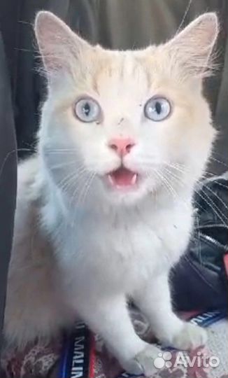 Кот молодой в добрые руки