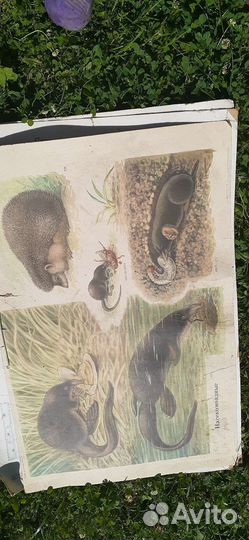 Школьные плакаты по биологии времен СССР