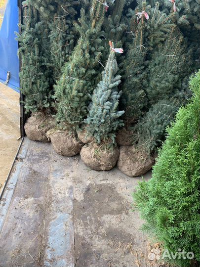 Ель голубая