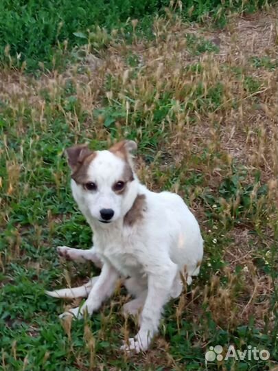 Ищем любящие ручки