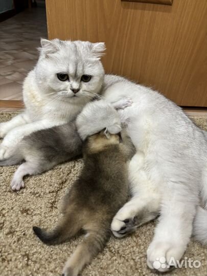 Британские котята