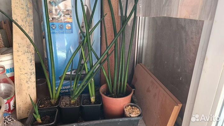 Сансиеверия цилиндрика