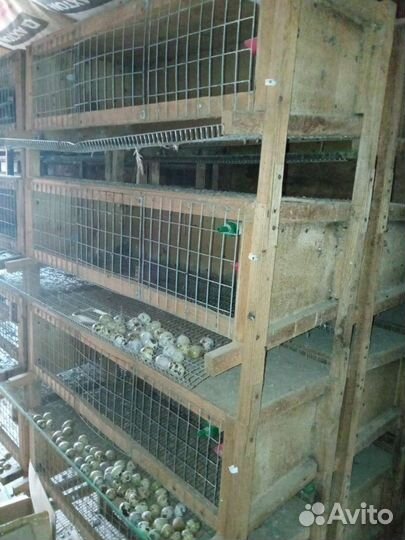 Клетки для перепелов бу