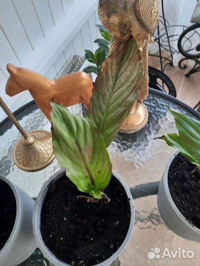 Спатифиллум