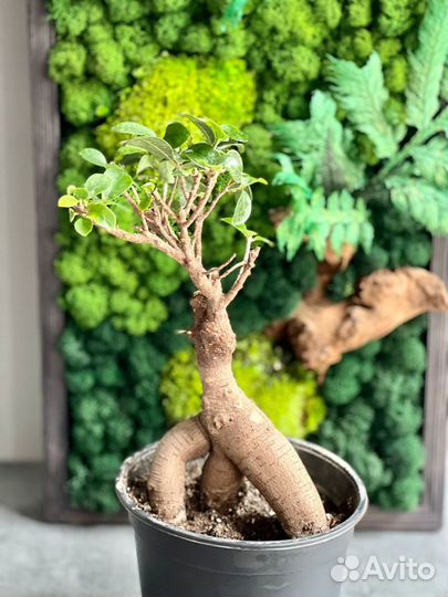Фикус Микрокарпа бонсай