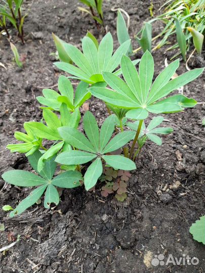 Роза,много садовых цветов