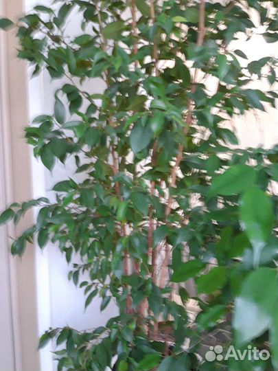 Домашние цветы