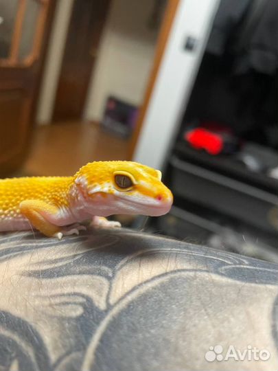 Эублефар самки взрослые