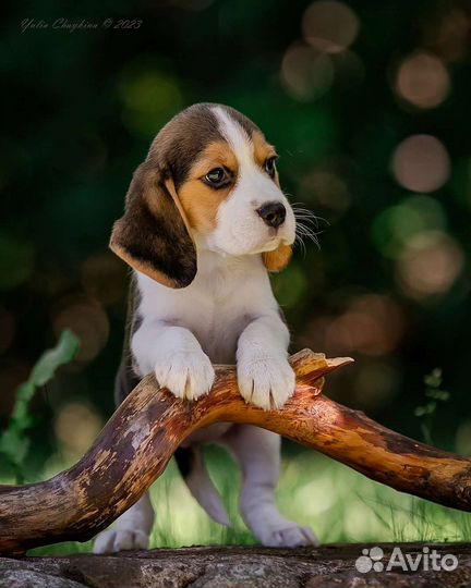 Щенки Бигль -девочки